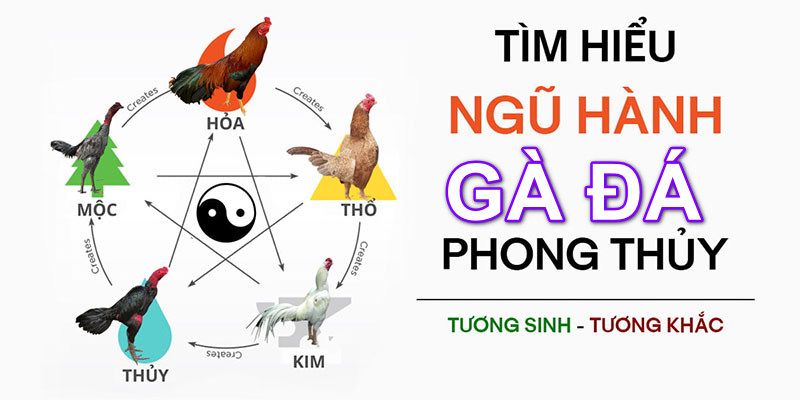 Phương pháp xem màu mạng đá gà qua màu sắc bộ lông