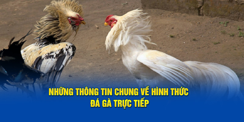 Những thông tin chung về hình thức đá gà trực tiếp